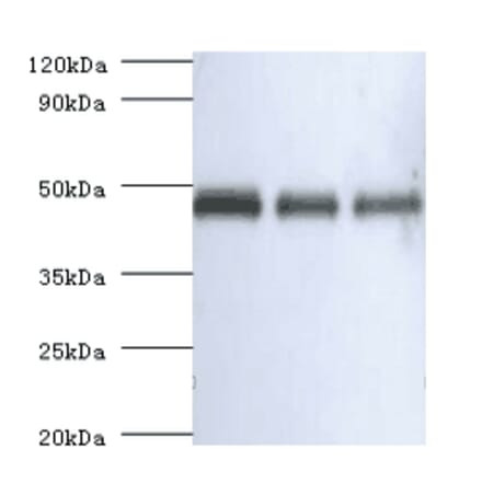 Western blot - Ovalbumin Polyclonal Antibody from Signalway Antibody (42097) - Antibodies.com
