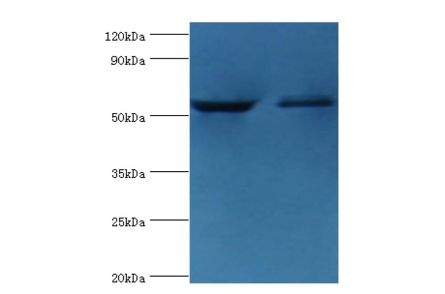 Caspase-8 Polyclonal Antibody from Signalway Antibody (42620) - Antibodies.com