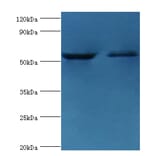 Caspase-8 Polyclonal Antibody from Signalway Antibody (42620) - Antibodies.com