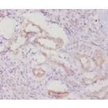Immunohistochemistry - Caspase-8 Polyclonal Antibody from Signalway Antibody (42620) - Antibodies.com