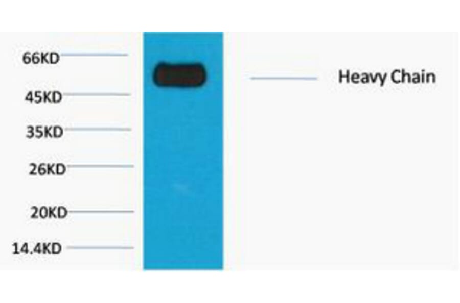 Western blot - Rabbit IgG (Fc specific, Heavy Chain) Monoclonal Antibody from Signalway Antibody - Antibodies.com