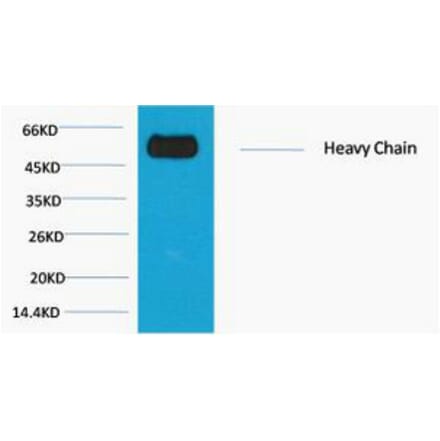 Western blot - Rabbit IgG (Fc specific, Heavy Chain) Monoclonal Antibody from Signalway Antibody - Antibodies.com