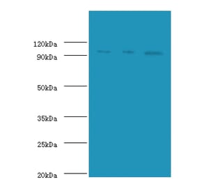 DNA replication licensing factor MCM2 Polyclonal Antibody from Signalway Antibody (42250) - Antibodies.com