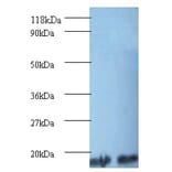 Peptidyl-prolyl cis-trans isomerase A Polyclonal Antibody from Signalway Antibody (42494) - Antibodies.com