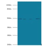 Transcriptional enhancer factor TEF-5 Polyclonal Antibody from Signalway Antibody (42673) - Antibodies.com