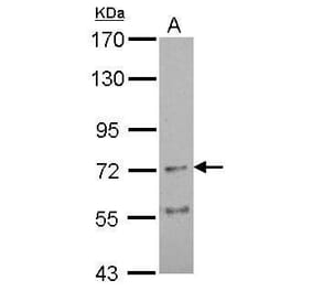 Nicotinic Acetylcholine Receptor alpha 4 Antibody from Signalway Antibody (35433) - Antibodies.com