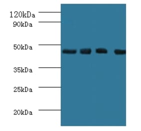 Western blot - Indoleamine 2,3-dioxygenase 1 Polyclonal Antibody from Signalway Antibody (42217) - Antibodies.com