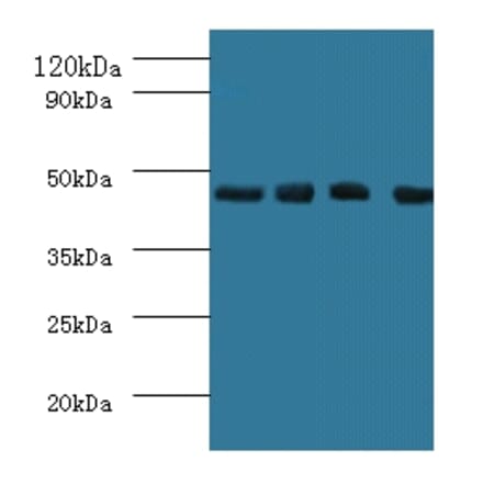 Western blot - Indoleamine 2,3-dioxygenase 1 Polyclonal Antibody from Signalway Antibody (42217) - Antibodies.com