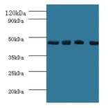 Western blot - Indoleamine 2,3-dioxygenase 1 Polyclonal Antibody from Signalway Antibody (42217) - Antibodies.com