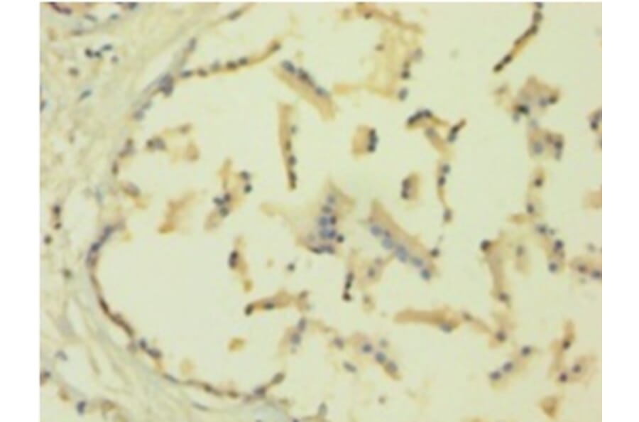 Immunohistochemistry - Metalloproteinase inhibitor 1 Polyclonal Antibody from Signalway Antibody - Antibodies.com