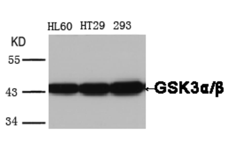 Western blot - GSK3α/β (Ab-279/216) Antibody from Signalway Antibody (21301) - Antibodies.com