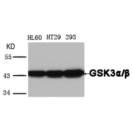 Western blot - GSK3α/β (Ab-279/216) Antibody from Signalway Antibody (21301) - Antibodies.com