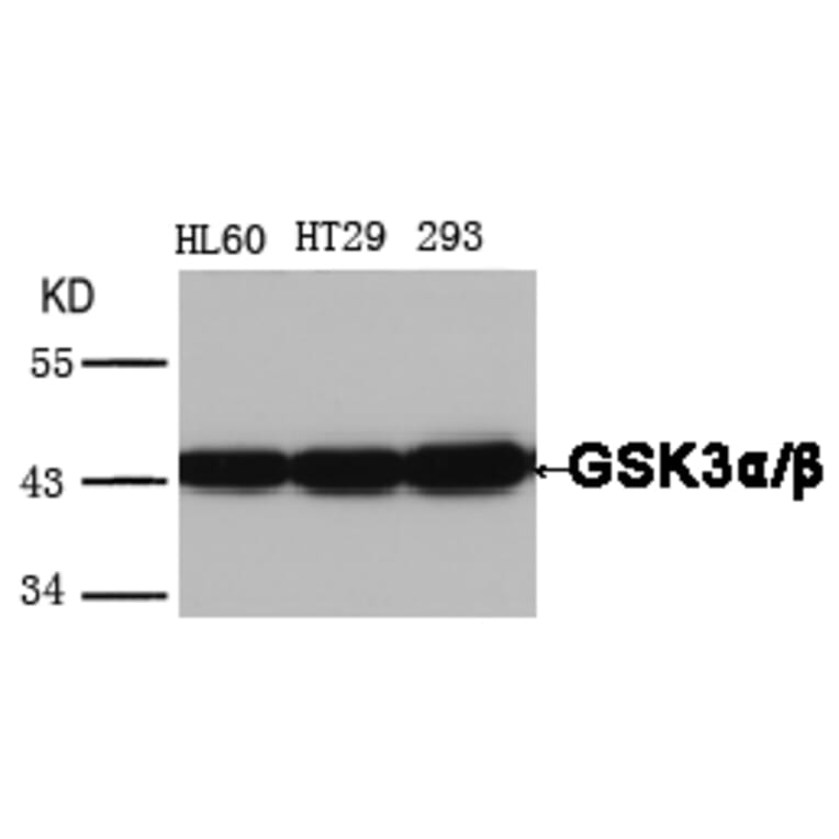 Western blot - GSK3α/β (Ab-279/216) Antibody from Signalway Antibody (21301) - Antibodies.com
