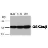 Western blot - GSK3α/β (Ab-279/216) Antibody from Signalway Antibody (21301) - Antibodies.com