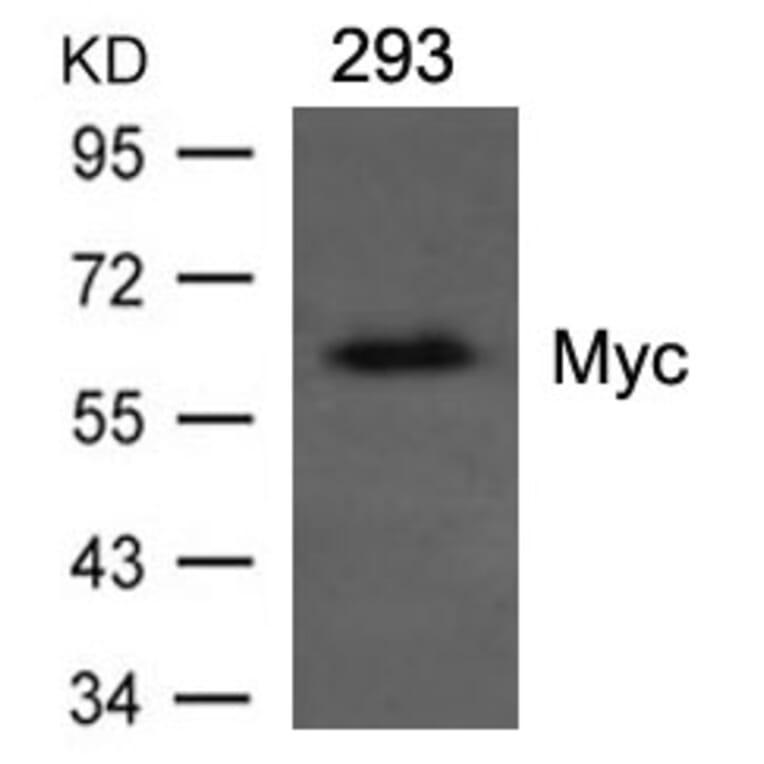 Western blot - Myc Mouse Monoclnal Antibody from Signalway Antibody (21390) - Antibodies.com