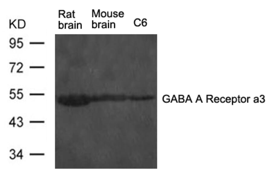 Western blot - GABA A Receptor a3 Antibody from Signalway Antibody (21445) - Antibodies.com