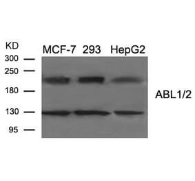Western blot - ABL1/2 (Ab-393/439) Antibody from Signalway Antibody (21530) - Antibodies.com