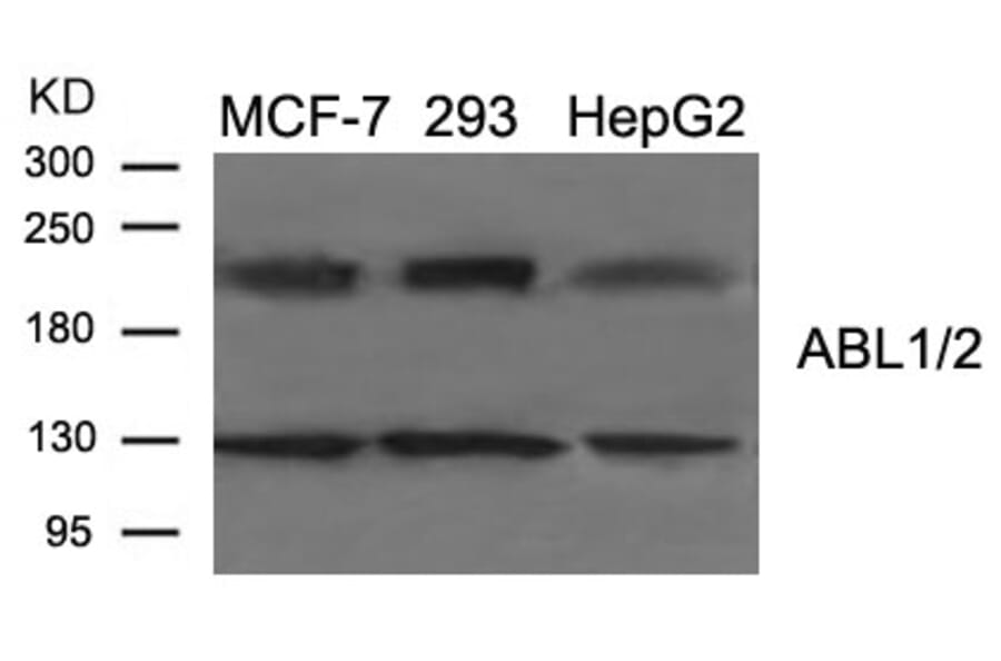 Western blot - ABL1/2 (Ab-393/439) Antibody from Signalway Antibody (21530) - Antibodies.com