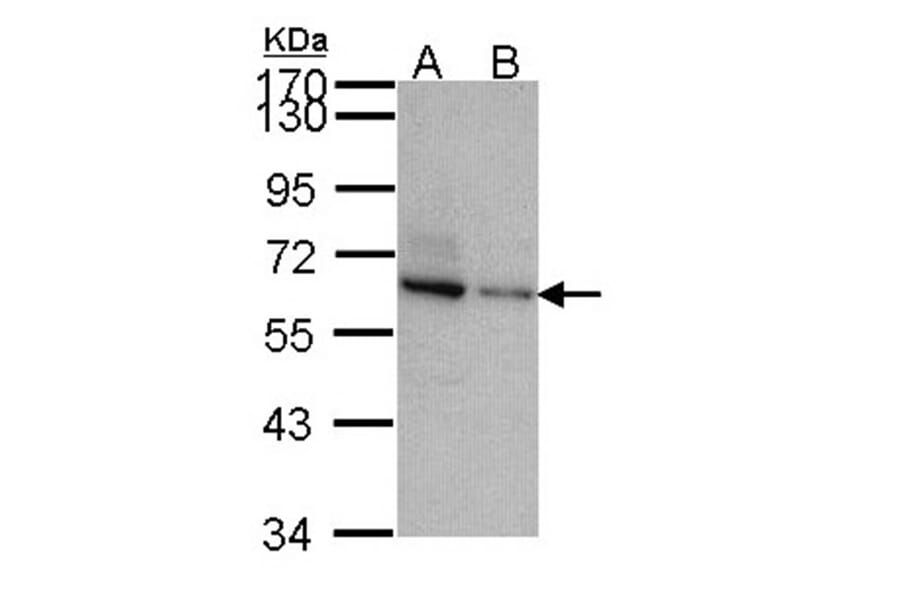 TOM1-like protein 2 antibody from Signalway Antibody (22411) - Antibodies.com