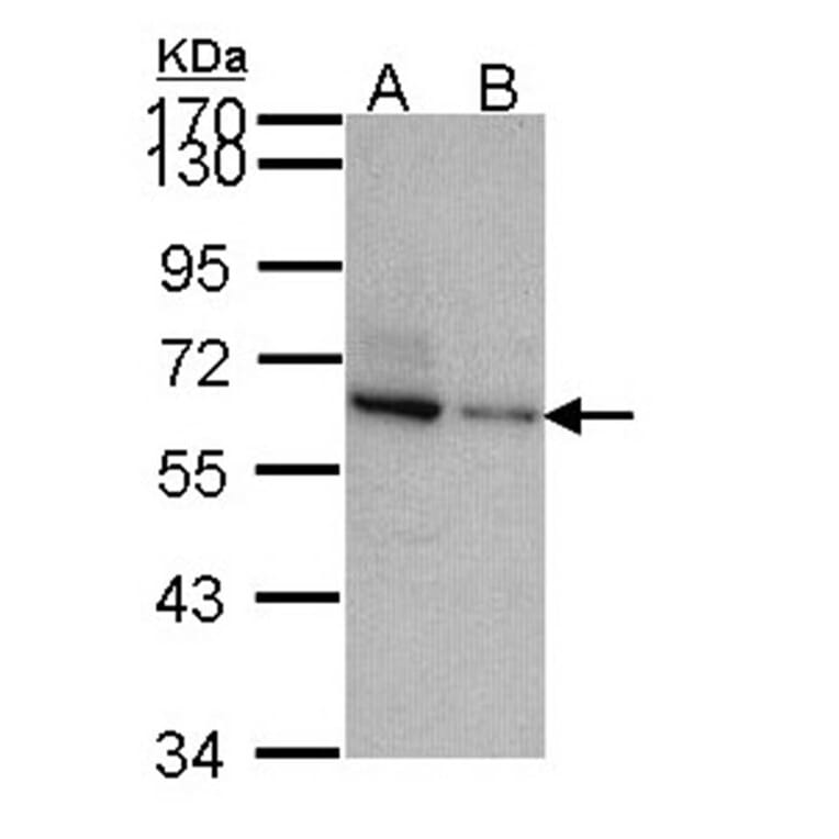 TOM1-like protein 2 antibody from Signalway Antibody (22411) - Antibodies.com