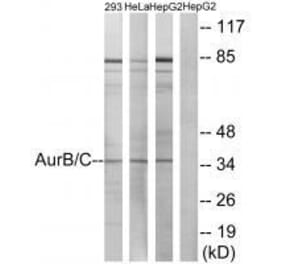 Western blot - AurB/C (Ab-202/175) Antibody from Signalway Antibody (33177) - Antibodies.com