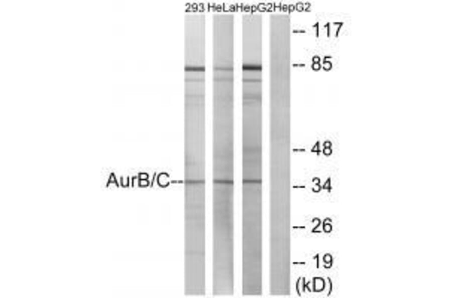 Western blot - AurB/C (Ab-202/175) Antibody from Signalway Antibody (33177) - Antibodies.com