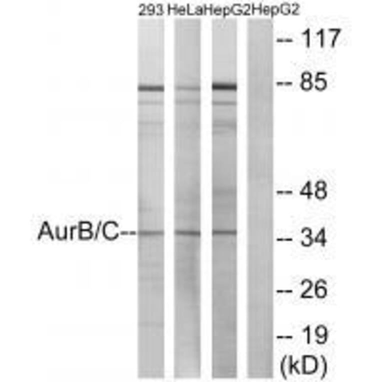 Western blot - AurB/C (Ab-202/175) Antibody from Signalway Antibody (33177) - Antibodies.com