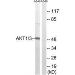 Western blot - AKT1/3 (Ab-437/434) Antibody from Signalway Antibody (33224) - Antibodies.com