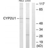 Western blot - Cytochrome P450 2U1 Antibody from Signalway Antibody (34240) - Antibodies.com