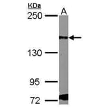 PDGF Receptor alpha Antibody from Signalway Antibody (35451) - Antibodies.com