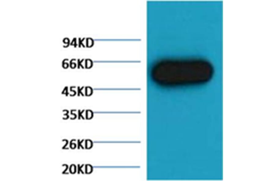 Western blot - α tubulin Mouse Monoclonal Antibody (Zebrafish Specific) from Signalway Antibody (38059)