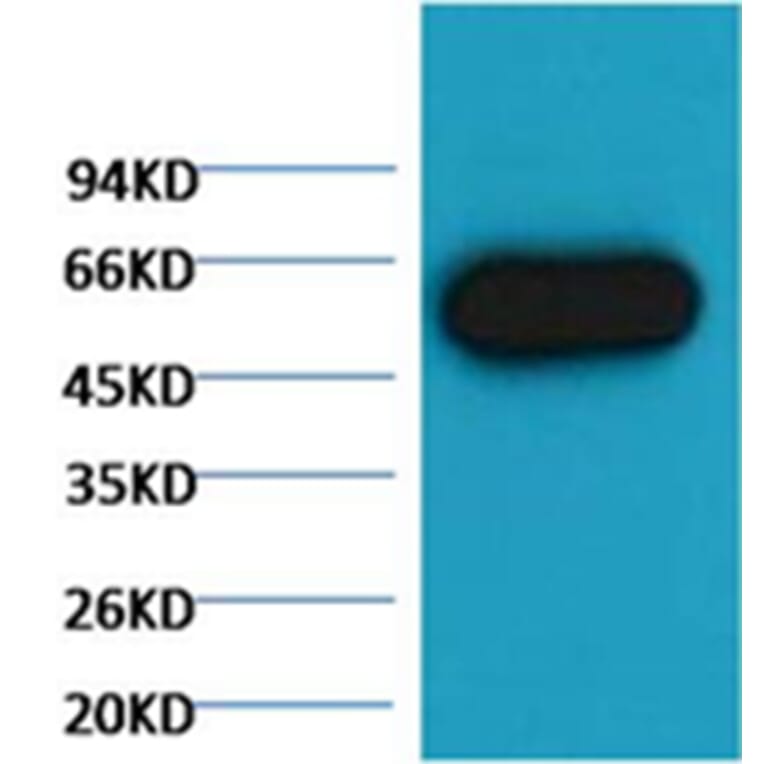 Western blot - α tubulin Mouse Monoclonal Antibody (Zebrafish Specific) from Signalway Antibody (38059)