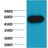 Western blot - α tubulin Mouse Monoclonal Antibody (Zebrafish Specific) from Signalway Antibody (38059)