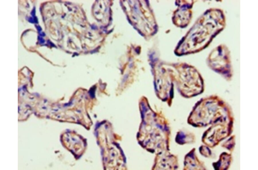 Immunohistochemistry - Vascular endothelial growth factor C Polyclonal Antibody from Signalway Antibody (42489)