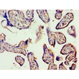 Immunohistochemistry - Vascular endothelial growth factor C Polyclonal Antibody from Signalway Antibody (42489)