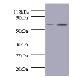 Bone morphogenetic protein 3 Polyclonal Antibody from Signalway Antibody (42083) - Antibodies.com