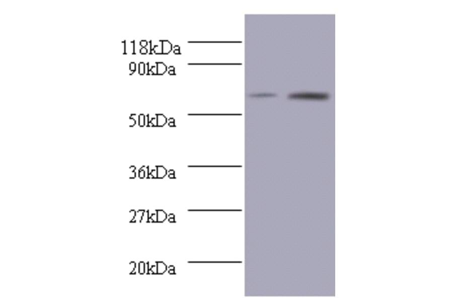Bone morphogenetic protein 3 Polyclonal Antibody from Signalway Antibody (42083) - Antibodies.com