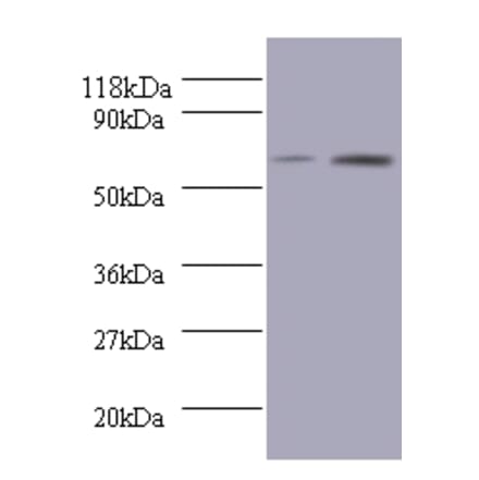 Bone morphogenetic protein 3 Polyclonal Antibody from Signalway Antibody (42083) - Antibodies.com