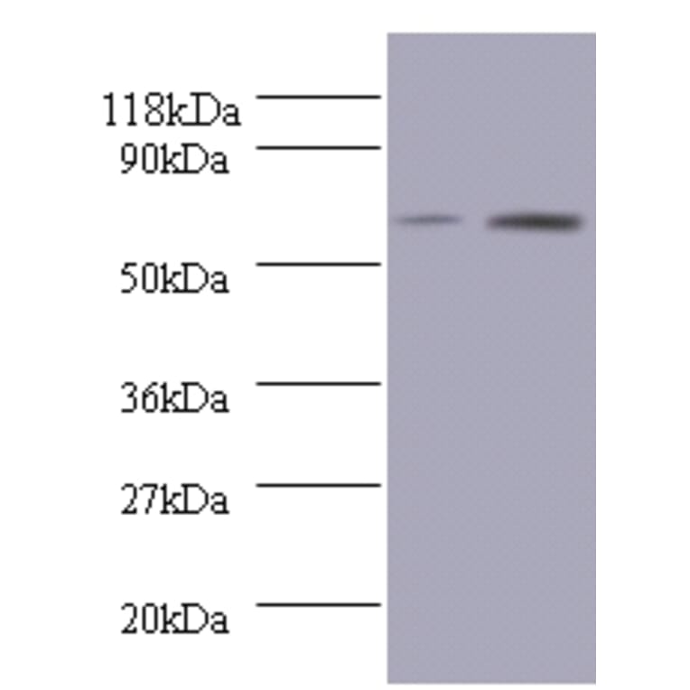 Bone morphogenetic protein 3 Polyclonal Antibody from Signalway Antibody (42083) - Antibodies.com