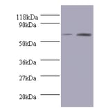 Bone morphogenetic protein 3 Polyclonal Antibody from Signalway Antibody (42083) - Antibodies.com