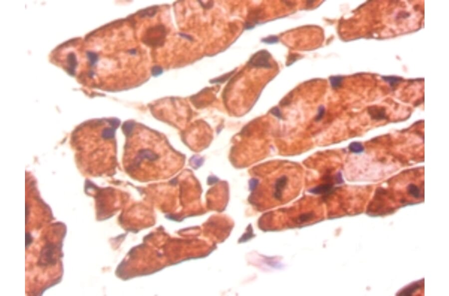 Immunohistochemistry - Bone morphogenetic protein 3 Polyclonal Antibody from Signalway Antibody - Antibodies.com