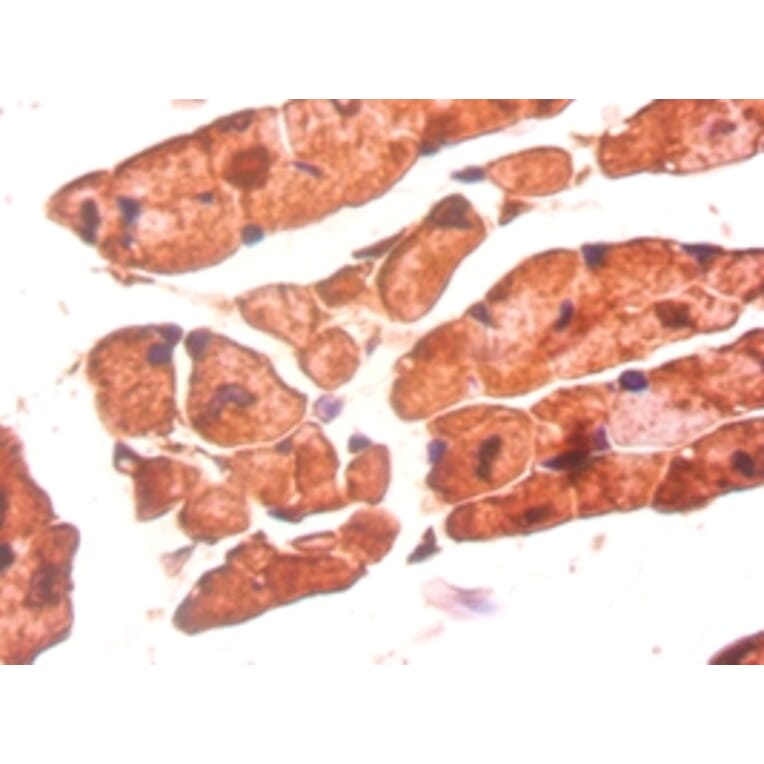 Immunohistochemistry - Bone morphogenetic protein 3 Polyclonal Antibody from Signalway Antibody - Antibodies.com