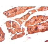 Immunohistochemistry - Bone morphogenetic protein 3 Polyclonal Antibody from Signalway Antibody - Antibodies.com