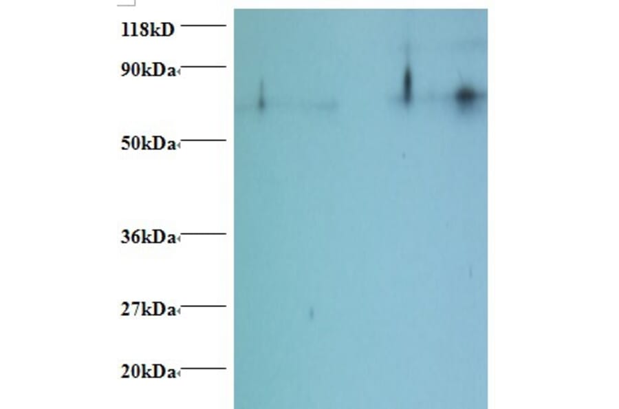 Histone H2B type 1-C/E/F/G/I Polyclonal Antibody from Signalway Antibody (42283) - Antibodies.com
