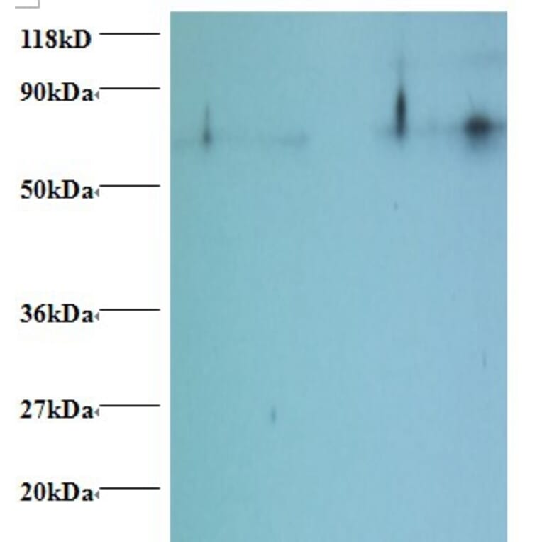 Histone H2B type 1-C/E/F/G/I Polyclonal Antibody from Signalway Antibody (42283) - Antibodies.com