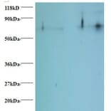 Histone H2B type 1-C/E/F/G/I Polyclonal Antibody from Signalway Antibody (42283) - Antibodies.com