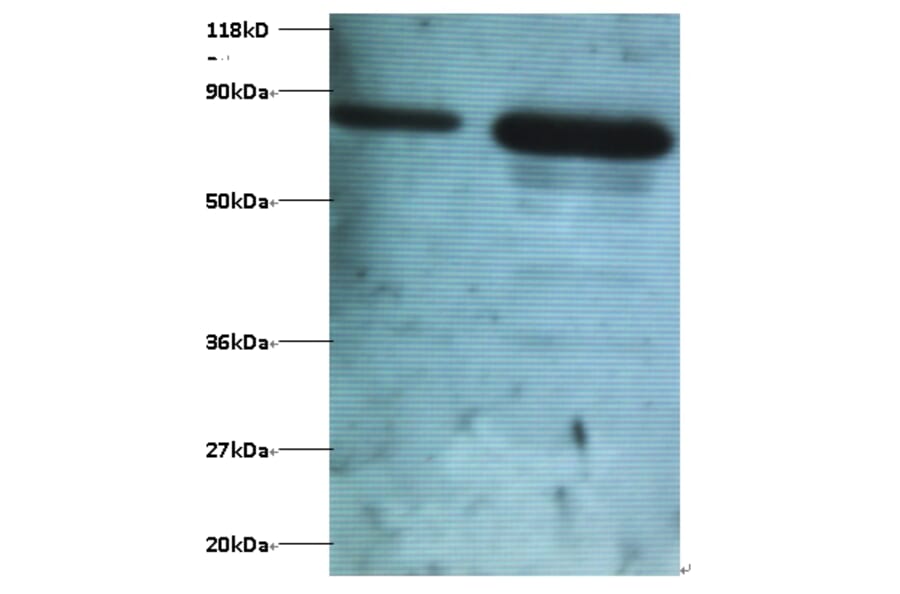 Ubiquitin thioesterase OTUB1 Polyclonal Antibody from Signalway Antibody (42398) - Antibodies.com