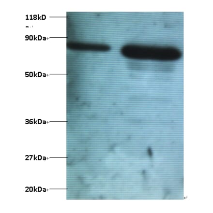 Ubiquitin thioesterase OTUB1 Polyclonal Antibody from Signalway Antibody (42398) - Antibodies.com