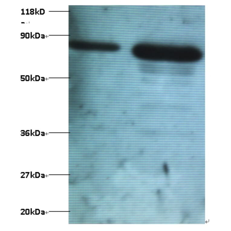 Ubiquitin thioesterase OTUB1 Polyclonal Antibody from Signalway Antibody (42398) - Antibodies.com