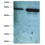 Ubiquitin thioesterase OTUB1 Polyclonal Antibody from Signalway Antibody (42398) - Antibodies.com